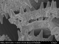 Pollen grain of Vernonia luxuriosa, Kooy, CW, 96, L.3644782