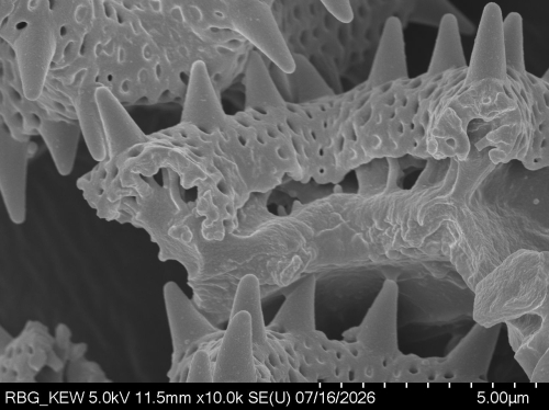 Pollen grain of Vernonia luxuriosa, Kooy, CW, 96, L.3644782