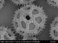 Pollen grain of Vernonia luxuriosa, Kooy, CW, 96, L.3644782