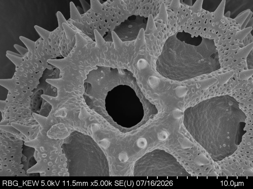 Pollen grain of Vernonia luxuriosa, Kooy, CW, 96, L.3644782