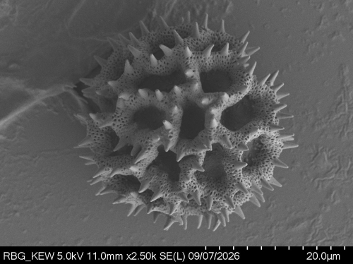 Pollen grain of Vernonia reinwardtiana, Koorders, SH, 16497 ß, L.3644849