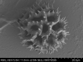 Pollen grain of Vernonia reinwardtiana, Koorders, SH, 16497 ß, L.3644849