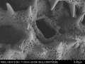 Pollen grain of Vernonia reinwardtiana, Koorders, SH, 16497 ß, L.3644849