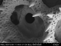 Pollen grain of Vernonia timorensis, Verheijen, JAJ, 4887, L.3644937