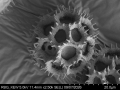 Pollen grain of Vernonia timorensis, Verheijen, JAJ, 4887, L.3644937