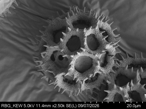 Pollen grain of Vernonia timorensis, Verheijen, JAJ, 4887, L.3644937