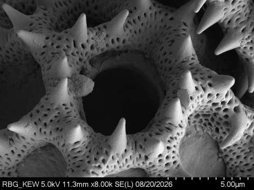 Pollen grain of Vernonia wetarensis, Verheijen, JAJ, 4131, L.3660610