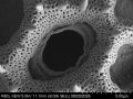 Pollen grain of Vernonia zollingerianoides, Altmann, H, 452, L.3660628