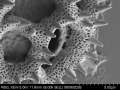 Pollen grain of Vernonia zollingerianoides, Altmann, H, 452, L.3660628