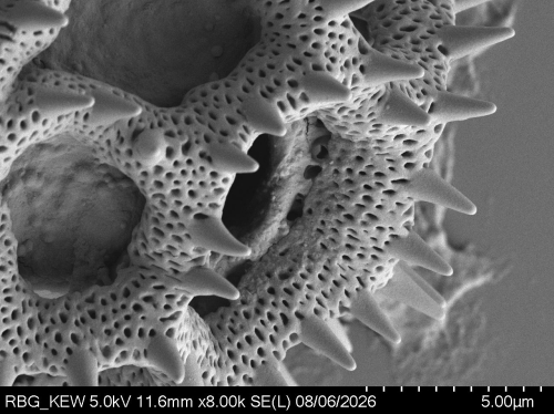 Pollen grain of Vernonia zollingerianoides, Altmann, H, 452, L.3660628