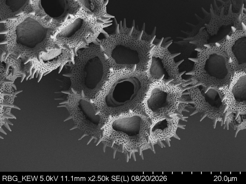Pollen grain of Vernonia zollingerianoides, Altmann, H, 452, L.3660628