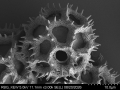 Pollen grain of Vernonia zollingerianoides, Altmann, H, 452, L.3660628