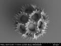 Pollen grain of Vernonia zollingerianoides, Altmann, H, 452, L.3660628