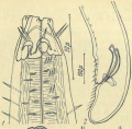 Pseudocella gracilis Platonova 1967