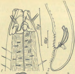 Pseudocella gracilis Platonova 1967