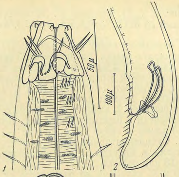 Pseudocella gracilis Platonova 1967