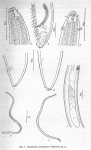 original description
