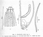 Original description