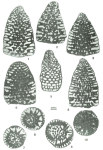 Dictyoconus vercorii Arnaud-Vanneau, 1980