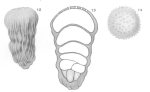 Chrysalidina costata Heron-Allen & Earland, 1924