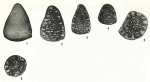 Meyendorffina (Paracoskinolina) jourdanensis Foury & Moullade, 1966