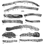 Omanodiscus tenuissimus Hottinger, Serra-Kiel & Gallardo-García, 2016