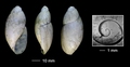 Palaeoglandina lunensis (d'Ancona, 1867)