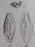 Palaeomiliolina costata Antonova, 1958