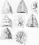 Pragsoconulus robustus Oberhauser, 1963