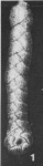 Bolivinopsis rosula (Ehrenberg, 1854)