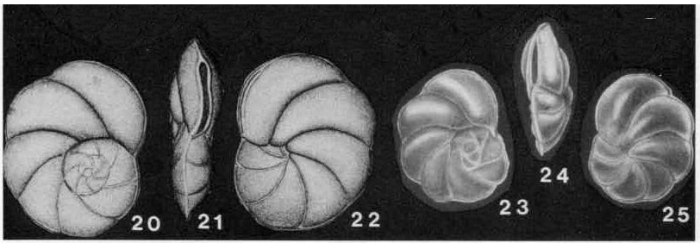 Epistominella evax Bandy, 1953