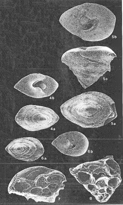 Eupatellinella bullata Hatta in Hatta &amp; Ujiié, 1992