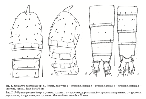 Schizopera parapontica Apostolov, 2026 female
