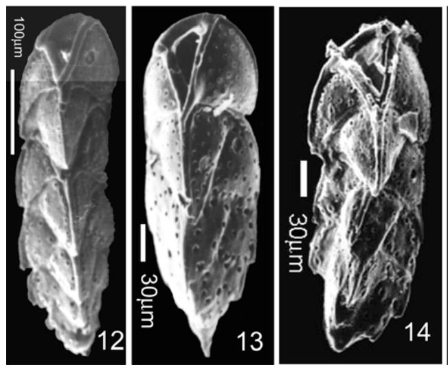 Parareussella prismatica Popescu &amp; Crihan, 2005