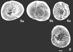 Rossyatella colonnensis Pawlowski & Zaninetti, 1993