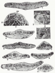 Sirelella safranboluensis Özgen Erdem, 2002