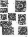 Sirelina orduensis Meriç & Inan, 1998