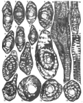 Palandrosina taxyae Fleury & Tronchetti, 1994