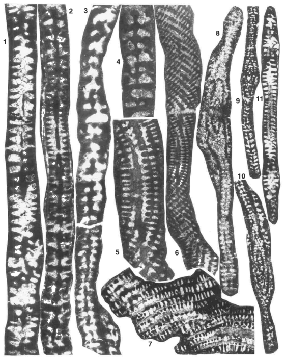 Palandrosina taxyae Fleury &amp; Tronchetti, 1994