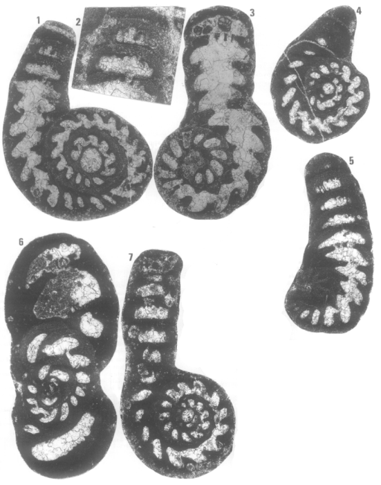 Paraspirolina gigantea Fleury, 1997
