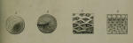 Orbitolites malabarica Carter, 1853