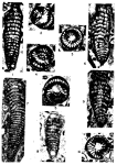 Rhapydionina malatyaensis Sirel, 1976