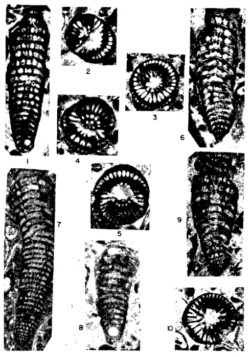 Rhapydionina malatyaensis Sirel, 1976