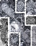 Reticulotaberina jahrumiana Nafarieh, Consorti & Caus, 2019