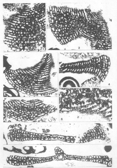 Ramirezella vidali Cherchi &amp; Schroeder, 1999