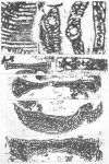 Ramirezella vidali Cherchi & Schroeder, 1999