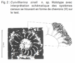 Cuvillierina sireli Inan, 1988