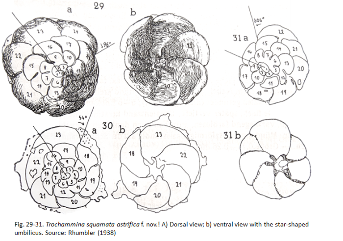 Trochammina squamata f. astrifica Rhumbler, 1938 Syntypes