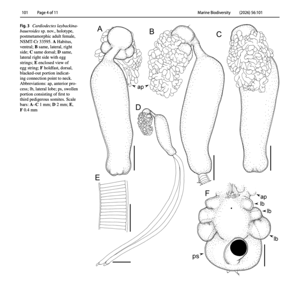 Cardiodectes laybackinabaueroides Uyeno &amp; Maeno, 2026