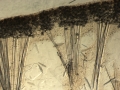 Holotype, cortex setion
